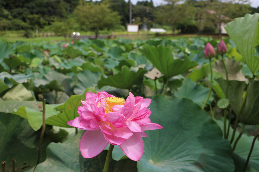 令和3年 飯塚沼農村公園のハス-飯塚沼農村公園8月12日（木曜日）1