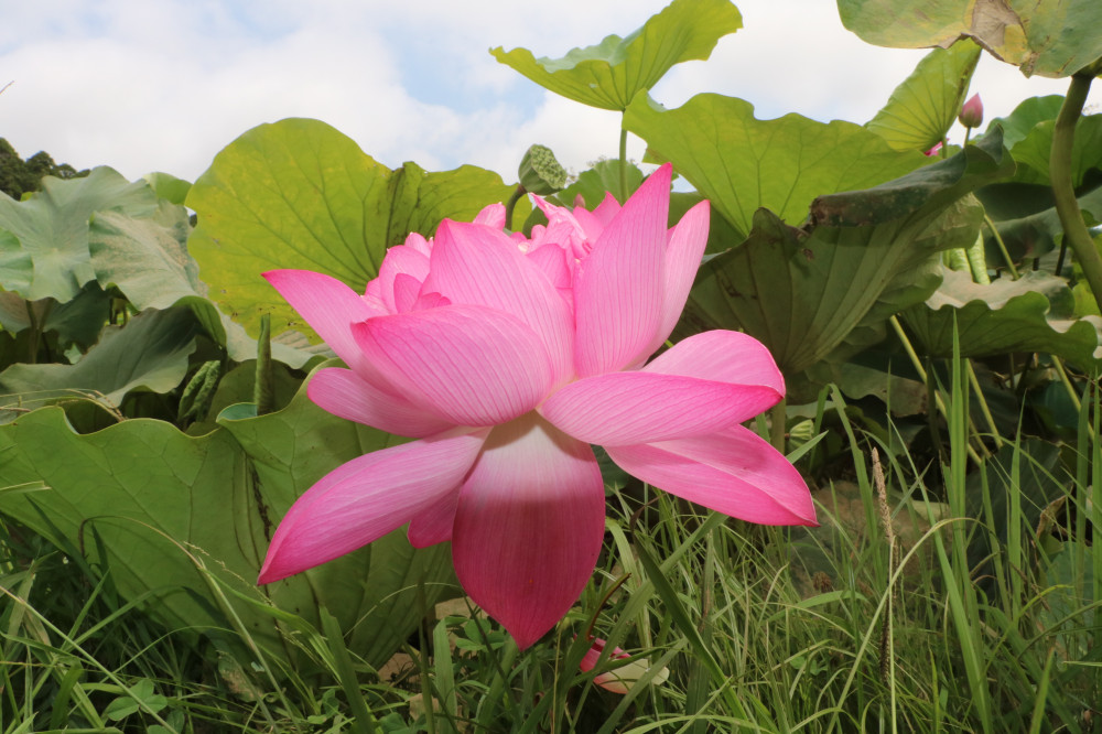 令和3年 飯塚沼農村公園のハス-飯塚沼農村公園8月12日（木曜日）2