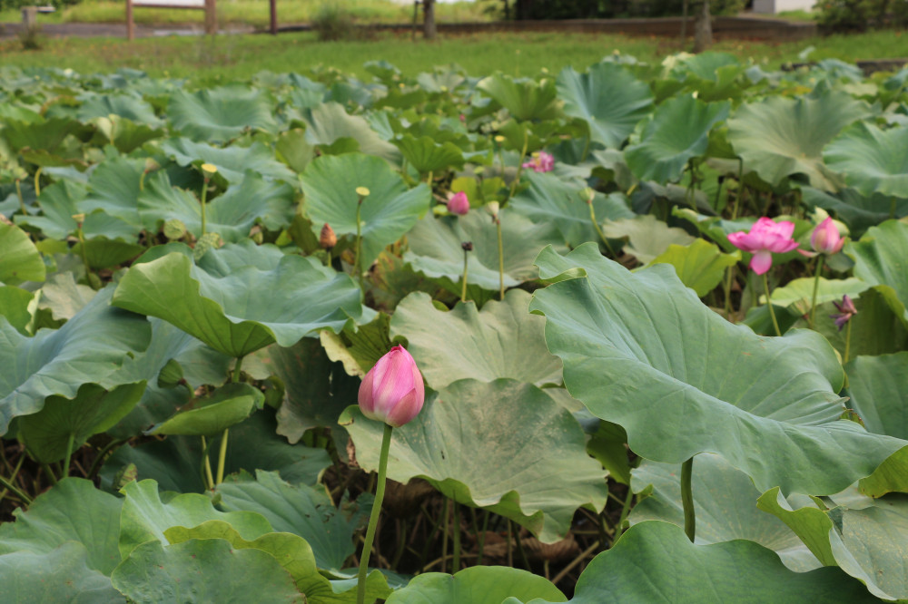 令和3年 飯塚沼農村公園のハス-飯塚沼農村公園8月20日（金曜日）1