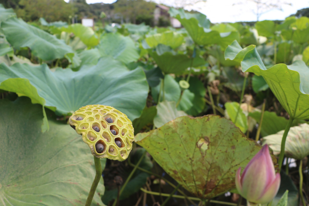 令和3年 飯塚沼農村公園のハス-飯塚沼農村公園8月20日（金曜日）2