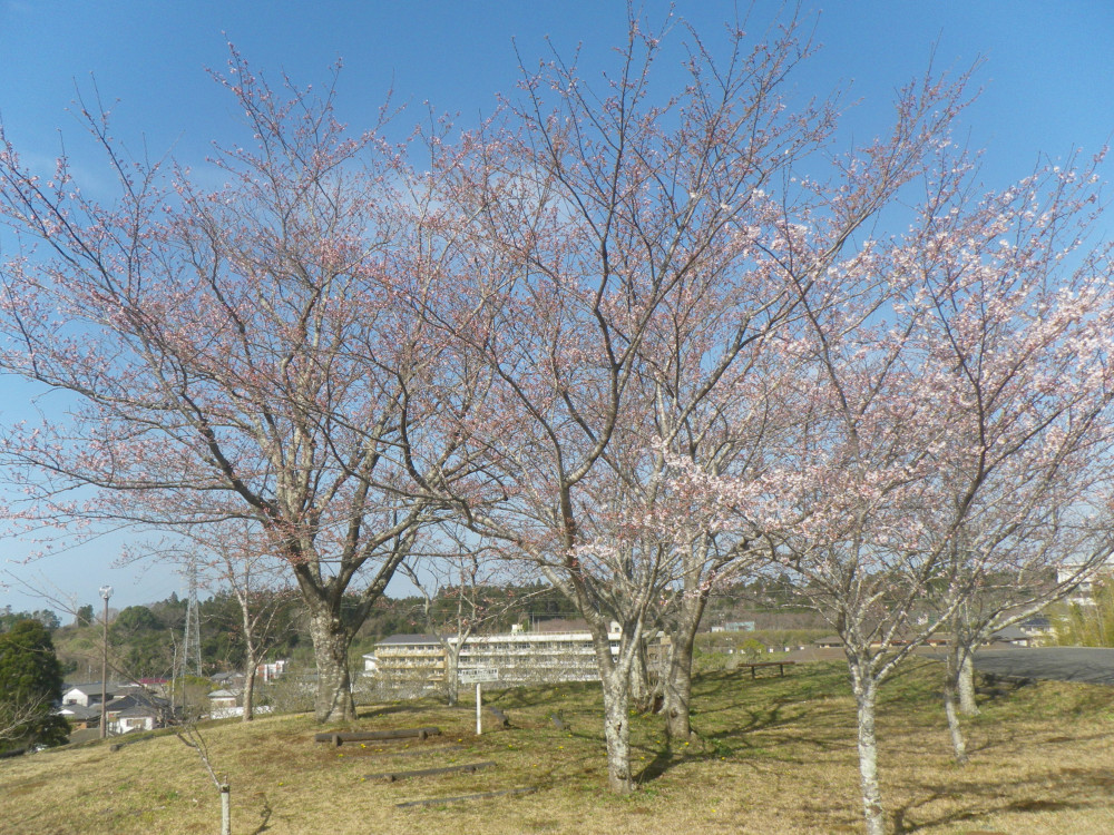 令和4年　天神山公園桜開花情報-3月28日　天神山公園桜1