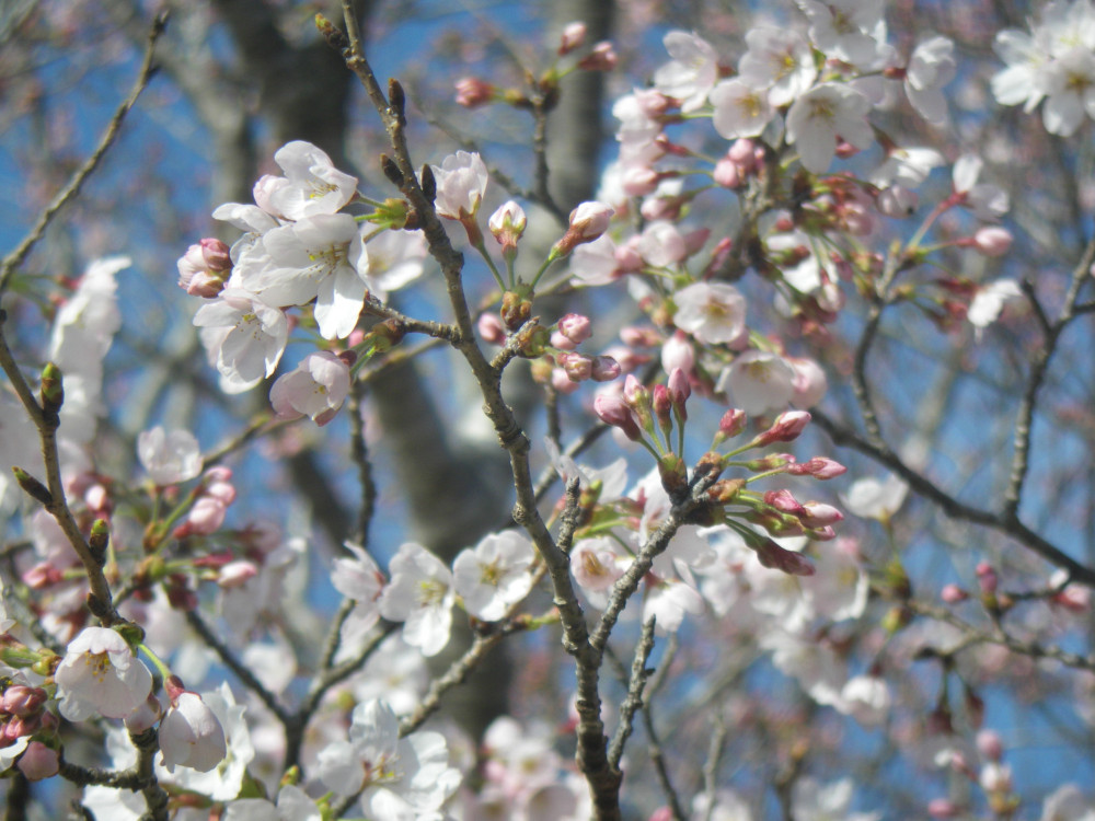 令和4年　天神山公園桜開花情報-3月28日　天神山公園桜2