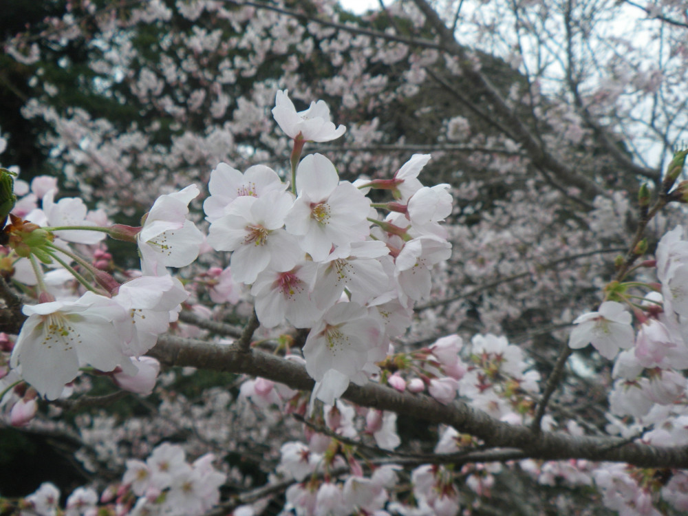 令和4年　天神山公園桜開花情報-3月29日　天神山公園桜2