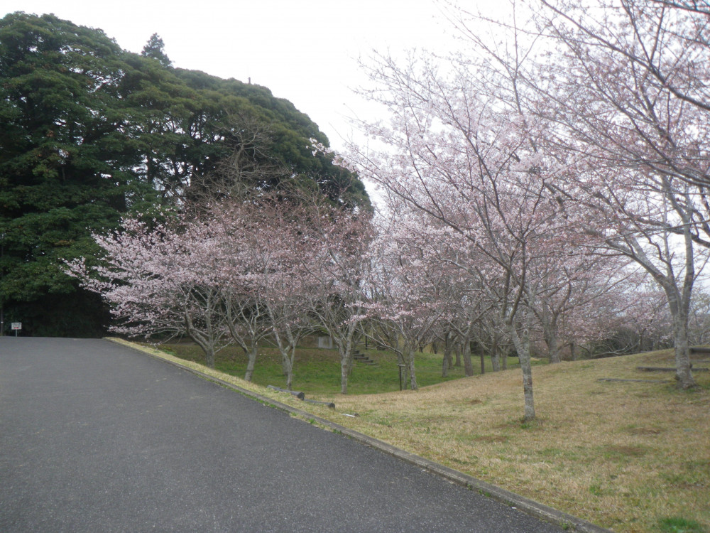 令和4年　天神山公園桜開花情報-3月29日　天神山公園桜１