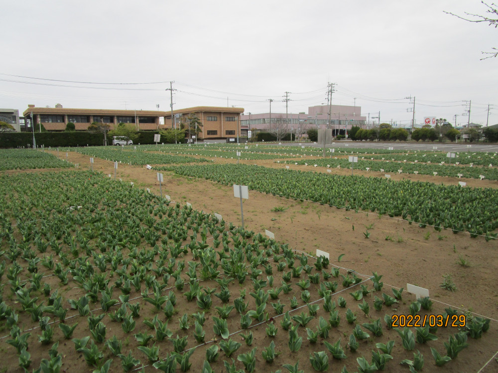 令和4年 のさか花の広場チューリップ開花情報-のさかチューリップ_3月29日（火曜日）