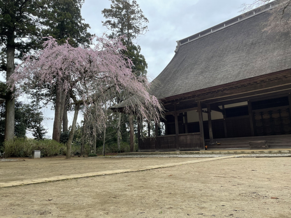 令和4年 飯高寺しだれ桜開花情報-講堂前しだれ桜