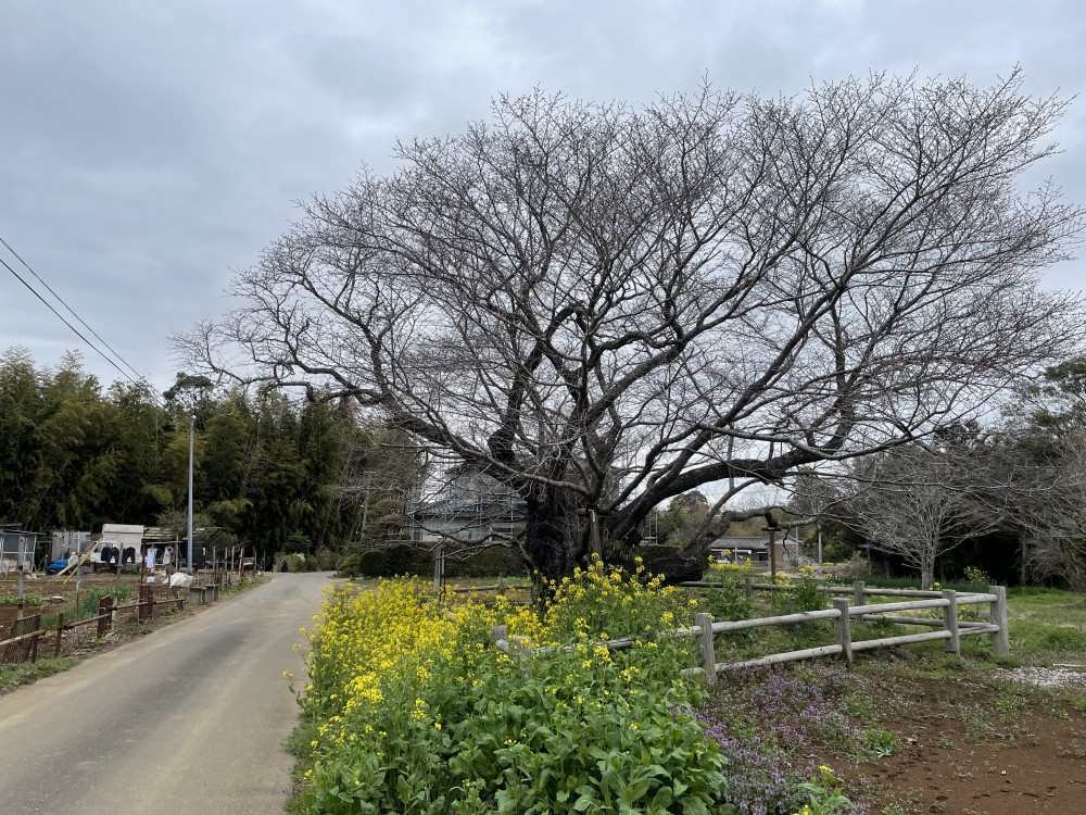 令和4年 黄門桜開花情報-黄門桜