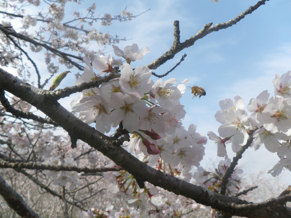 令和4年　天神山公園桜開花情報-3月31日　天神山公園桜2