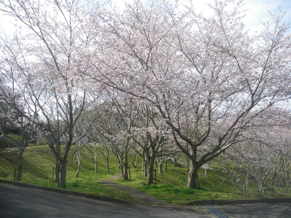 令和4年　天神山公園桜開花情報-3月31日　天神山公園桜1