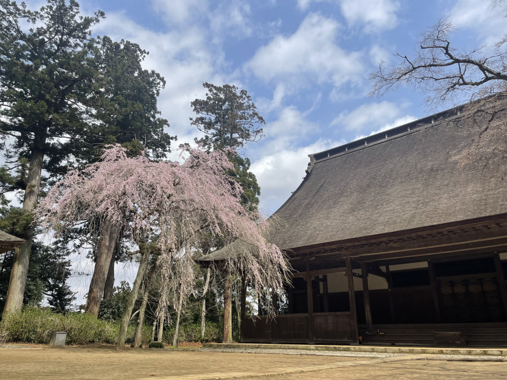 令和4年 飯高寺しだれ桜開花情報-飯高寺