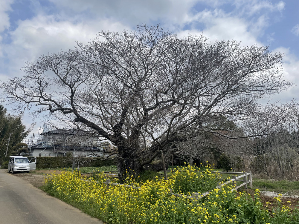 令和4年 黄門桜開花情報-黄門桜1