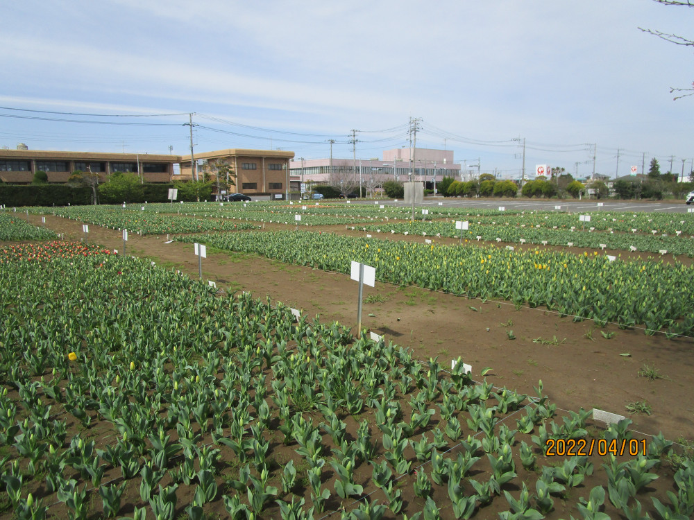 令和4年 のさか花の広場チューリップ開花情報-のさかチューリップ_4月1日（金曜日）