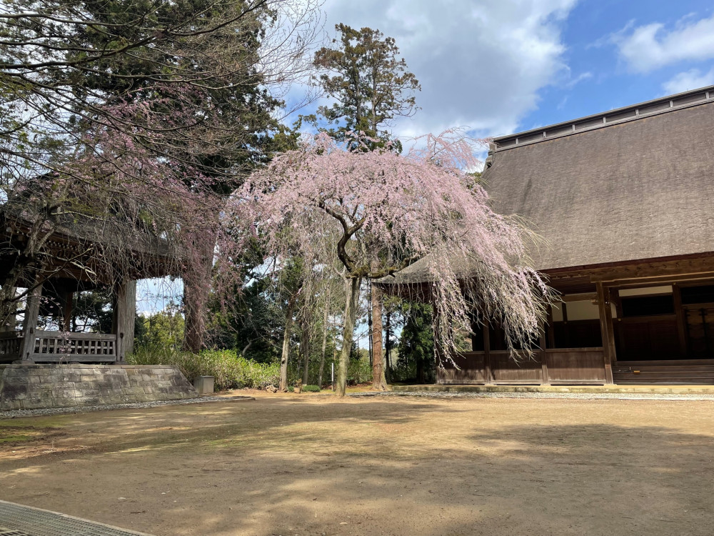 令和4年 飯高寺しだれ桜開花情報-講堂前