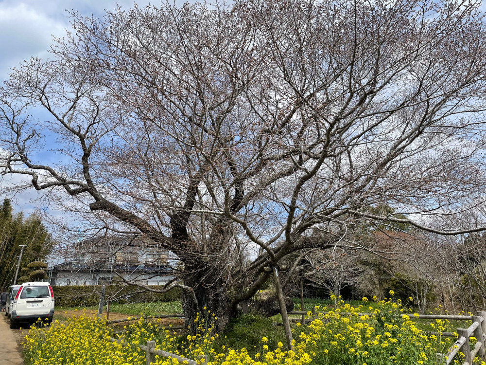 令和4年 黄門桜開花情報-黄門桜