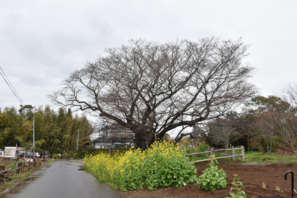 令和4年 黄門桜開花情報-4月3日撮影