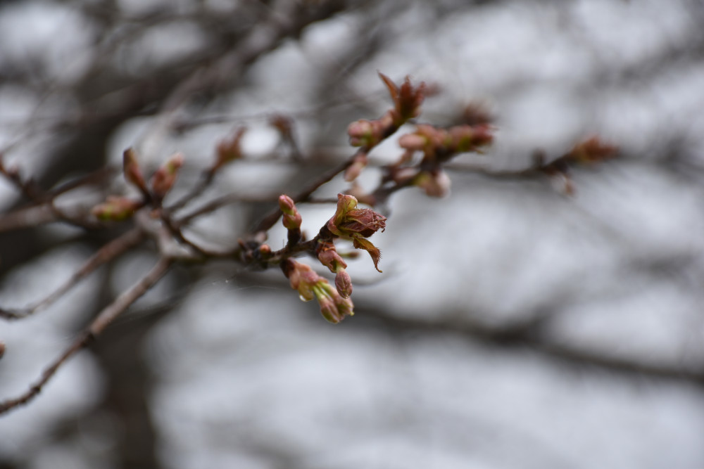 令和4年 黄門桜開花情報-4月3日撮影