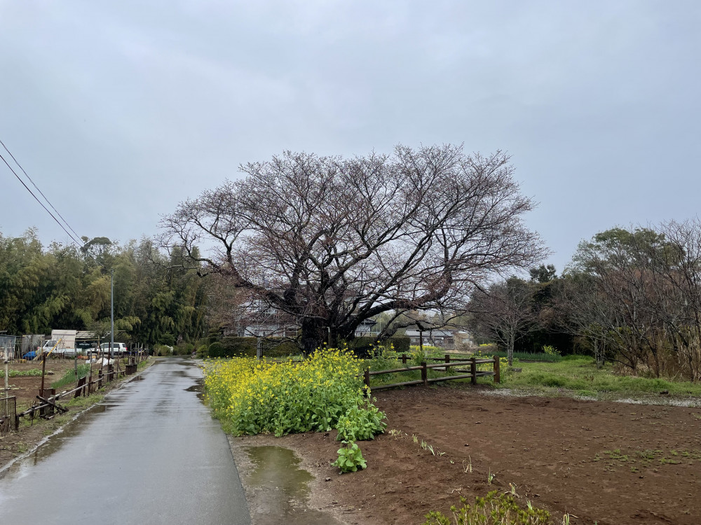 令和4年 黄門桜開花情報-黄門桜