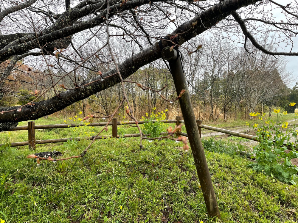 令和4年 黄門桜開花情報-黄門桜2