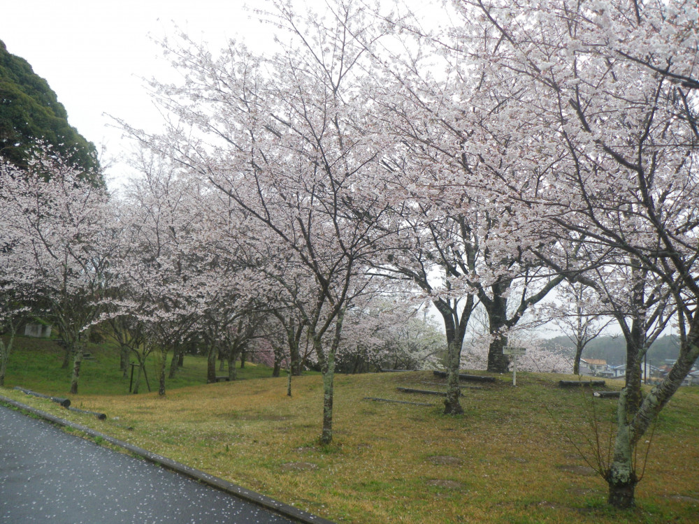 令和4年　天神山公園桜開花情報-4月4日　天神山公園桜1