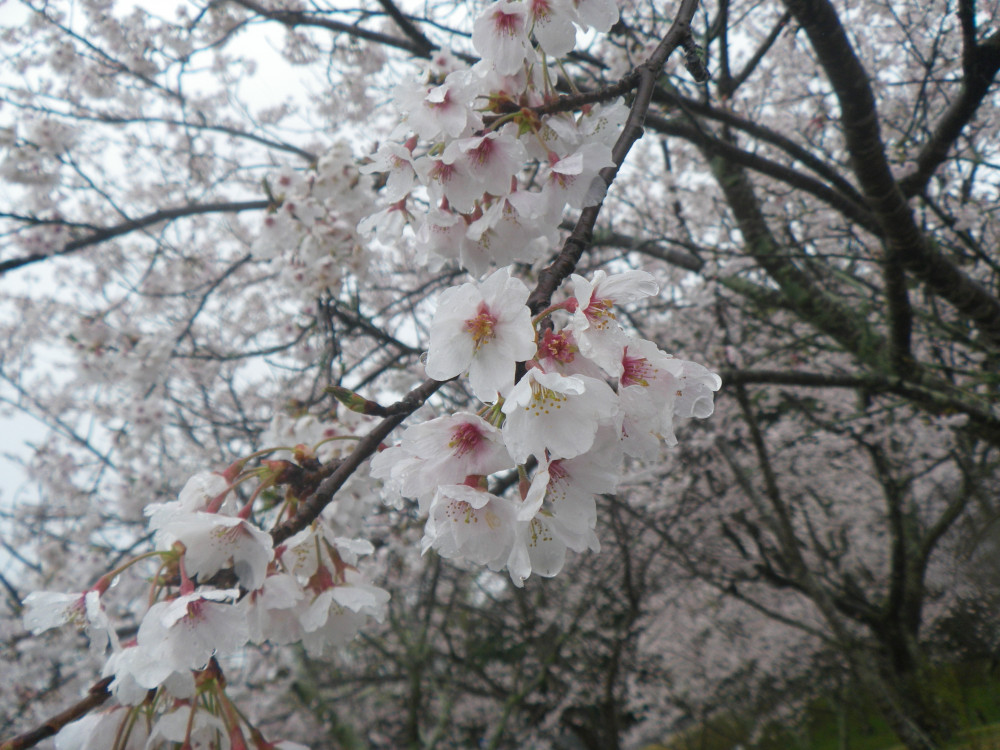 令和4年　天神山公園桜開花情報-4月4日　天神山公園桜2