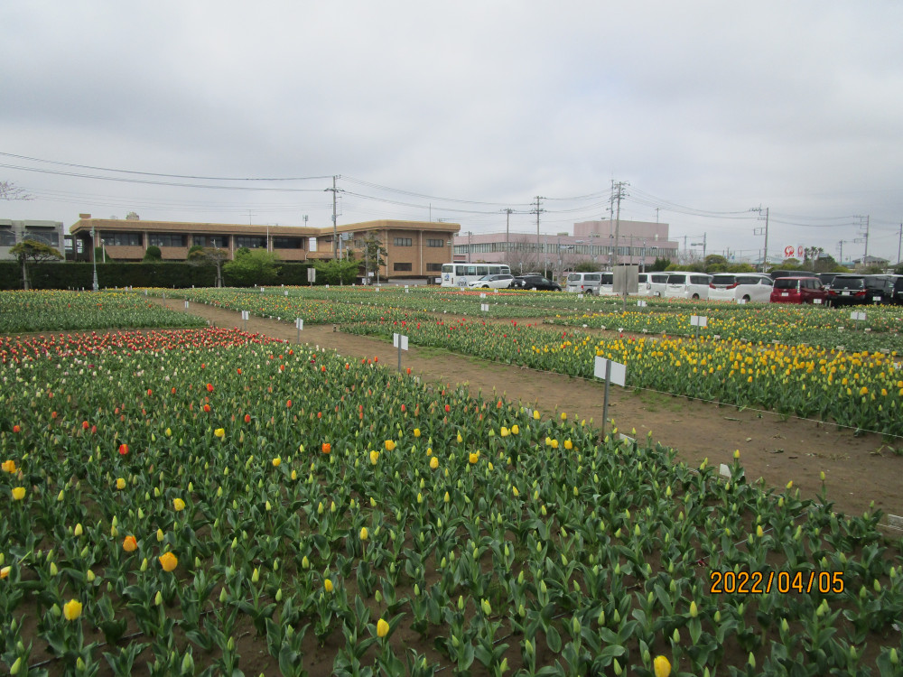 令和4年 のさか花の広場チューリップ開花情報-のさかチューリップ_4月5日（火曜日）