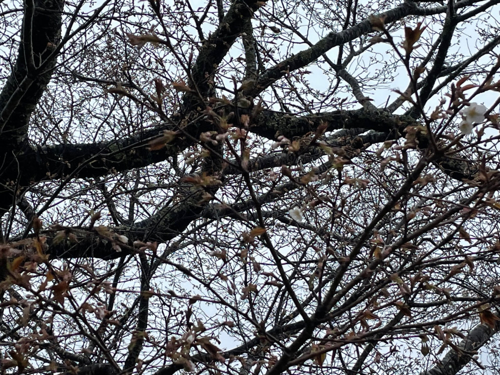 令和4年 黄門桜開花情報-黄門桜拡大