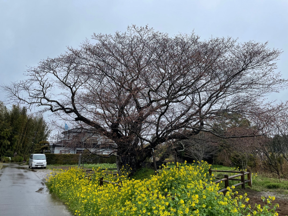 令和4年 黄門桜開花情報-黄門桜