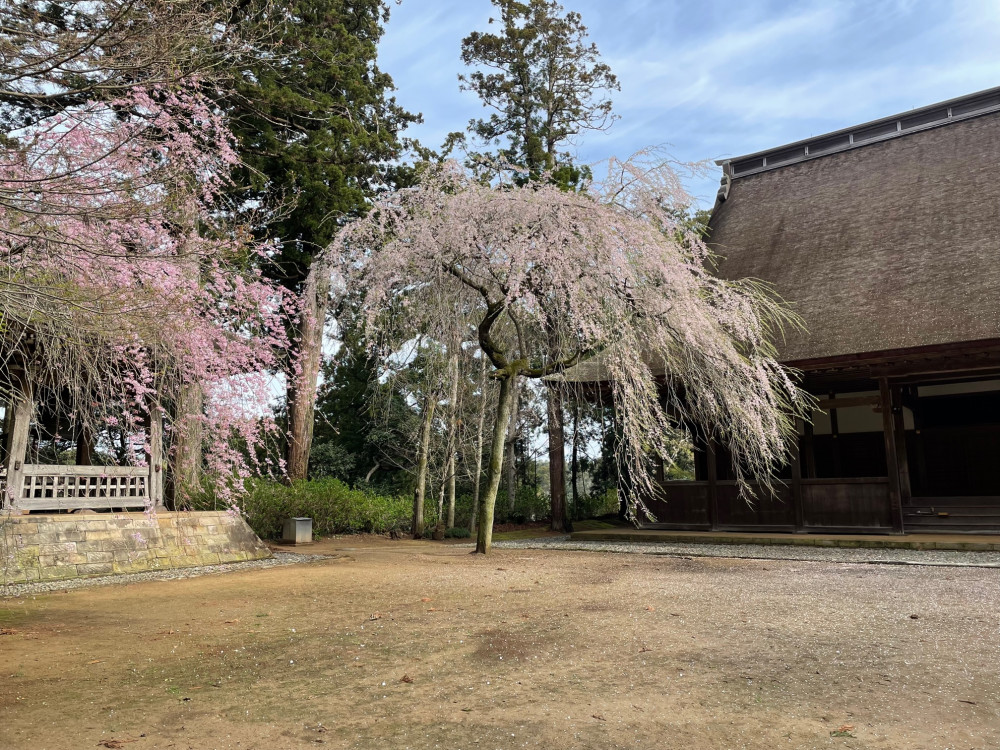 令和4年 飯高寺しだれ桜開花情報-飯高寺しだれ桜1