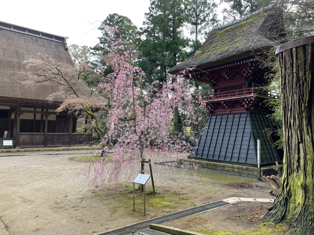 令和4年 飯高寺しだれ桜開花情報-飯高寺しだれ桜