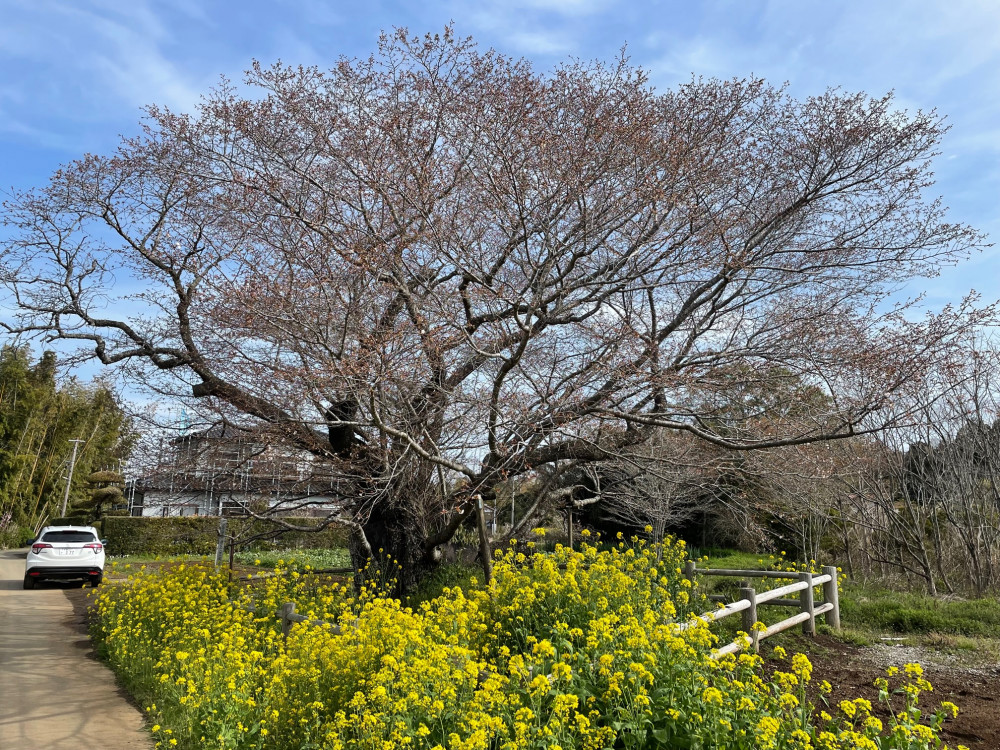 令和4年 黄門桜開花情報-黄門桜