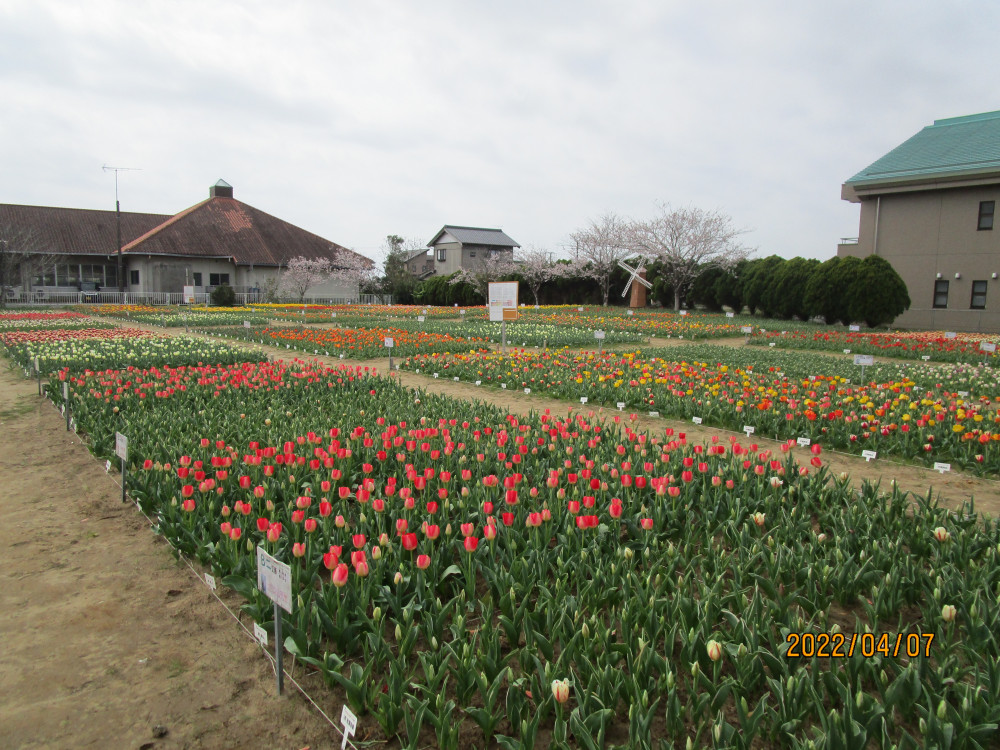 令和4年 のさか花の広場チューリップ開花情報-のさかチューリップ_4月7日（木曜日）