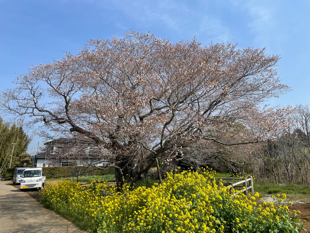 令和4年 黄門桜開花情報-黄門桜