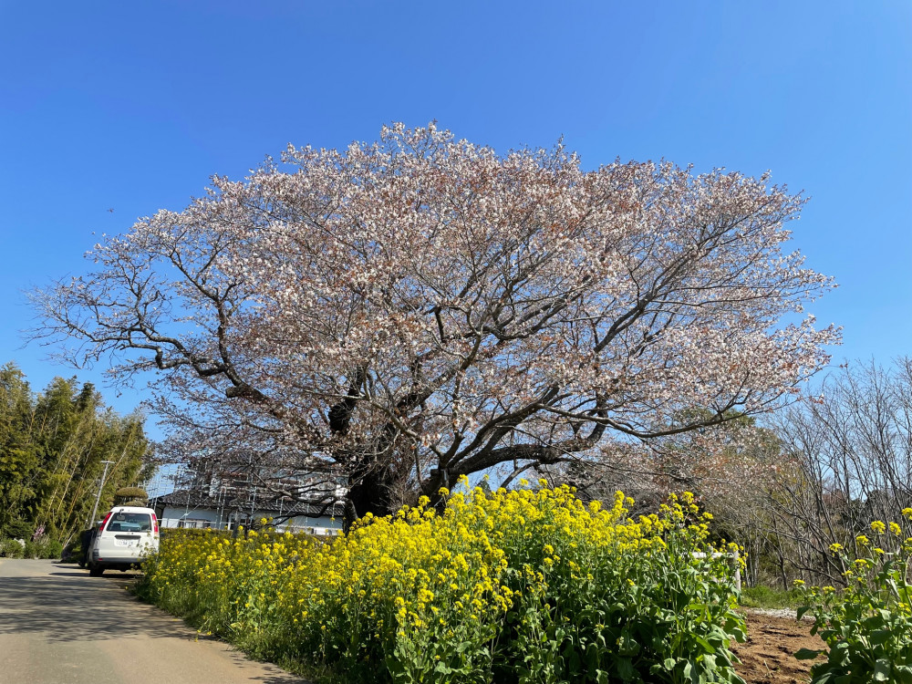 令和4年 黄門桜開花情報-黄門桜1