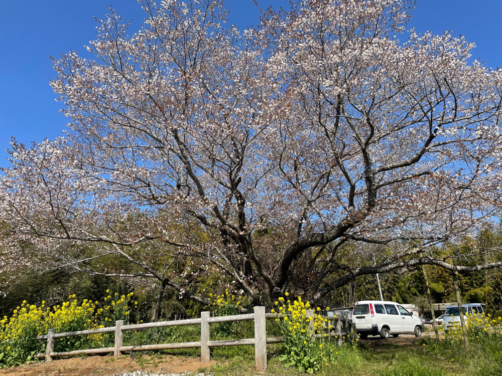 令和4年 黄門桜開花情報-黄門桜2