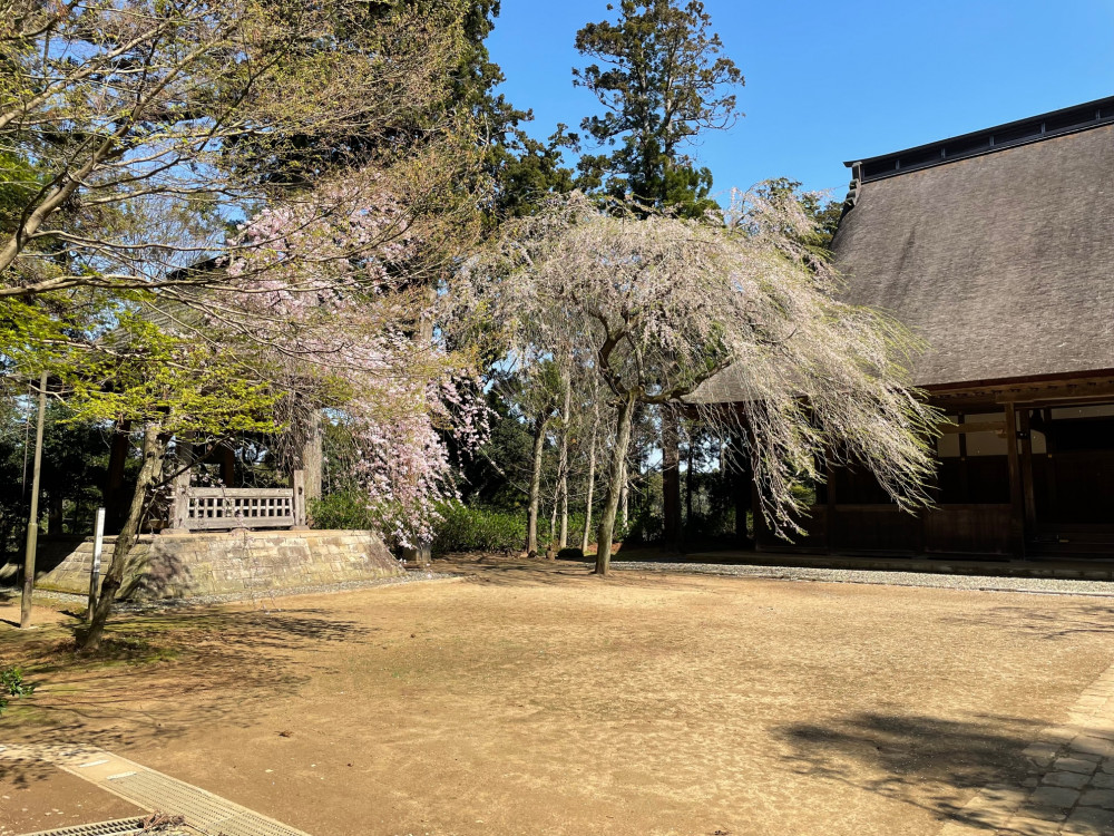 令和4年 飯高寺しだれ桜開花情報-飯高寺しだれ桜1