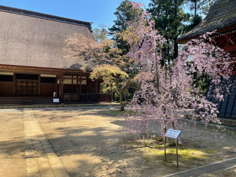 令和4年 飯高寺しだれ桜開花情報-飯高寺しだれ桜1