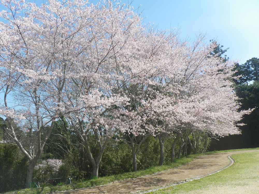 令和4年　天神山公園桜開花情報-4月8日　天神山公園桜1