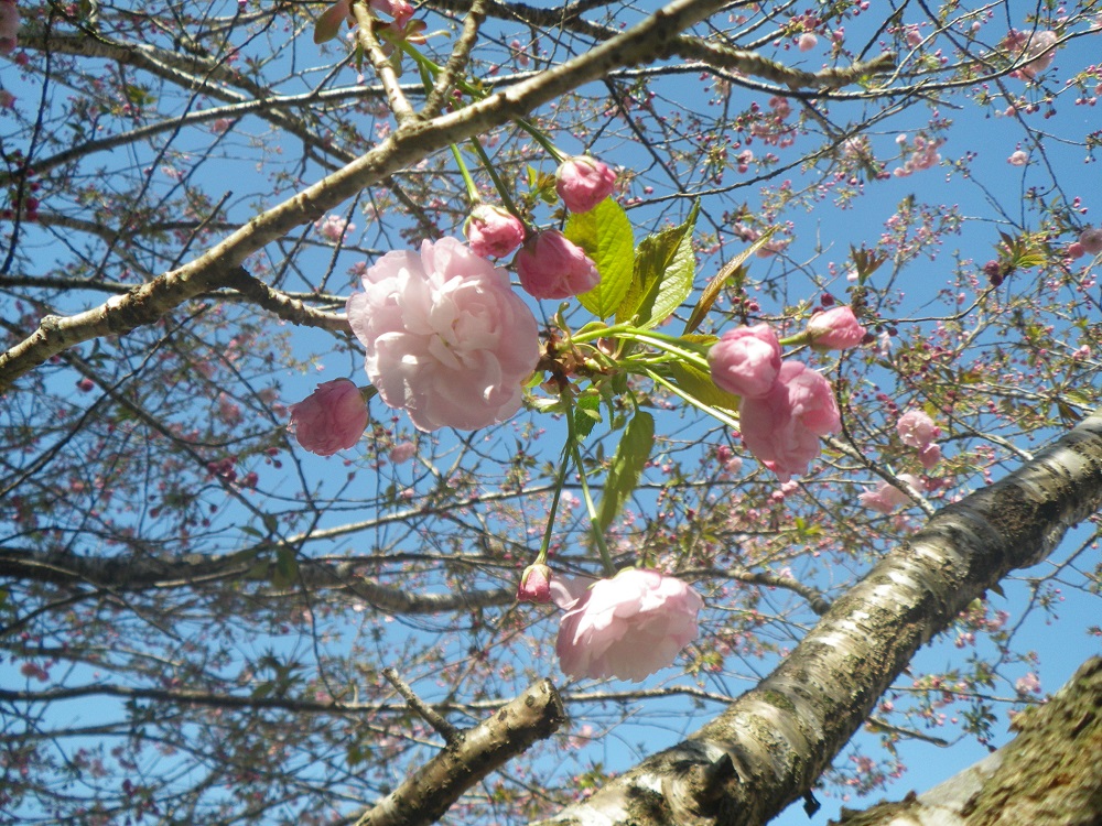 令和4年　天神山公園桜開花情報-4月8日　天神山公園桜2