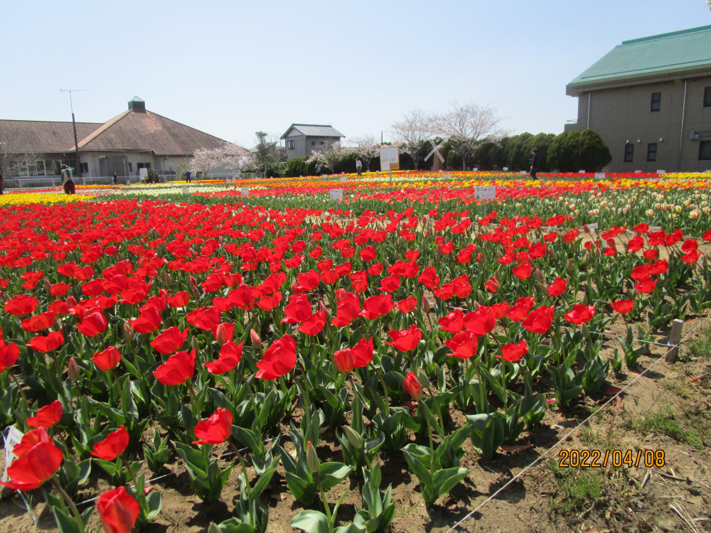 令和4年 のさか花の広場チューリップ開花情報-のさかチューリップ_4月8日（金曜日）