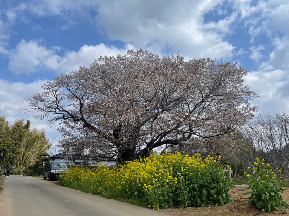 令和4年 黄門桜開花情報-1