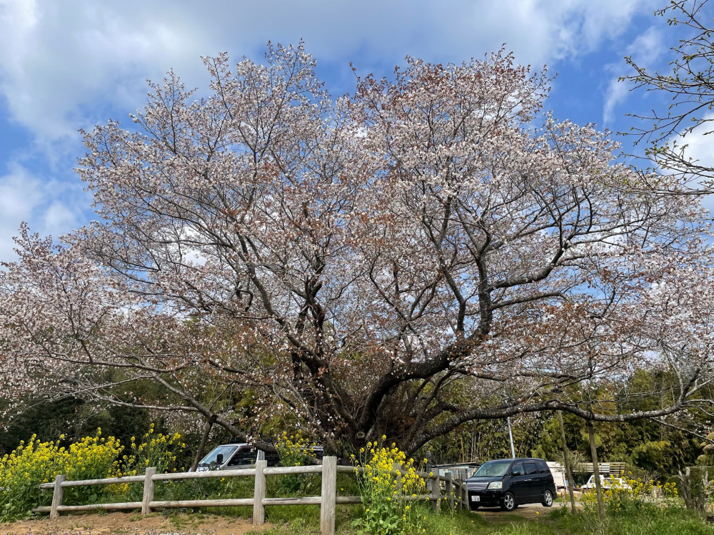 令和4年 黄門桜開花情報-2