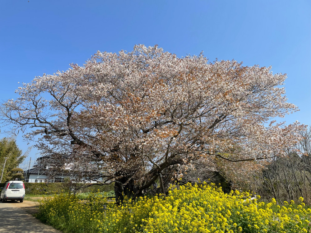 令和4年 黄門桜開花情報-1