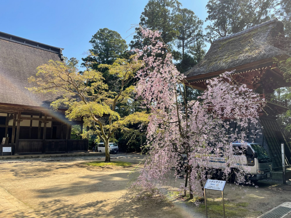 令和4年 飯高寺しだれ桜開花情報-2