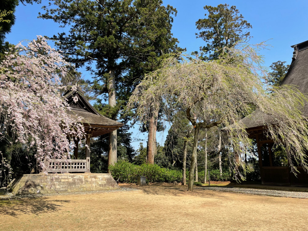 令和4年 飯高寺しだれ桜開花情報-1