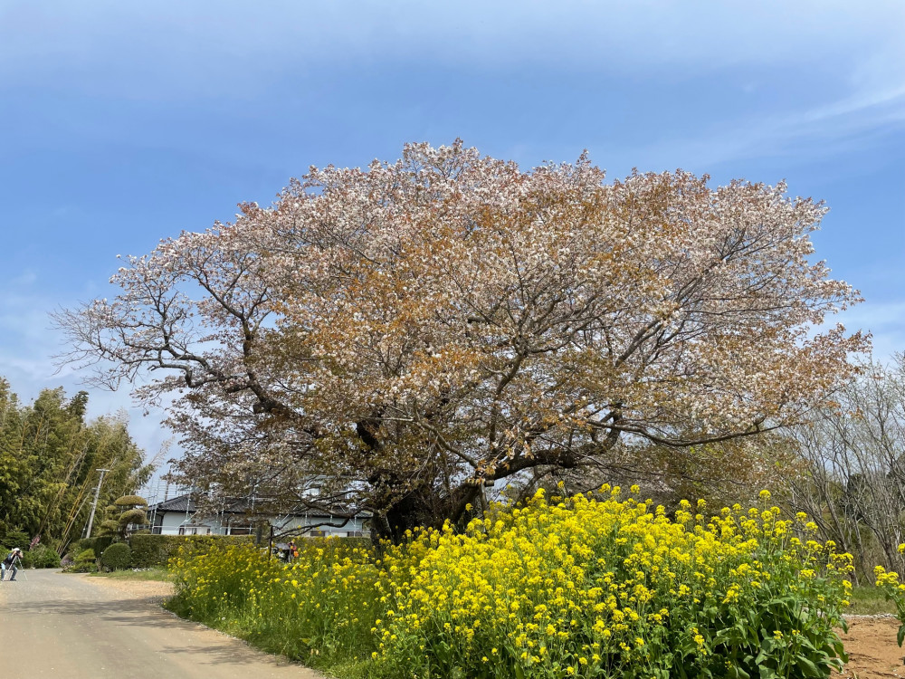 令和4年 黄門桜開花情報-４月１１日　黄門桜