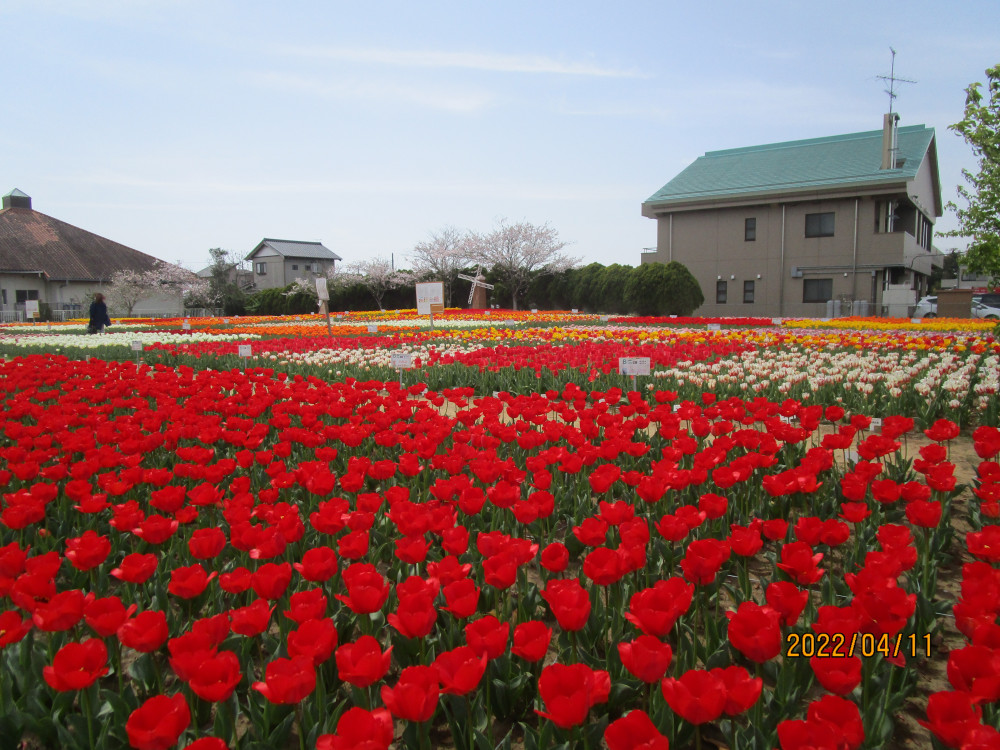 令和4年 のさか花の広場チューリップ開花情報-のさかチューリップ_4月11日（月曜日）