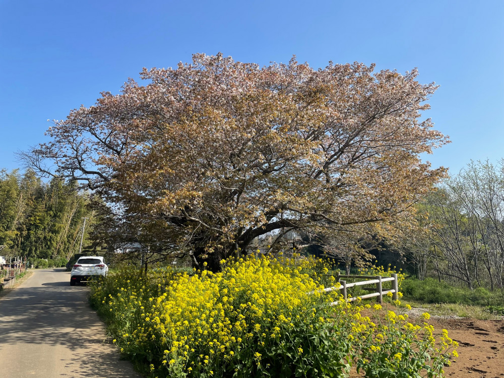 令和4年 黄門桜開花情報-１