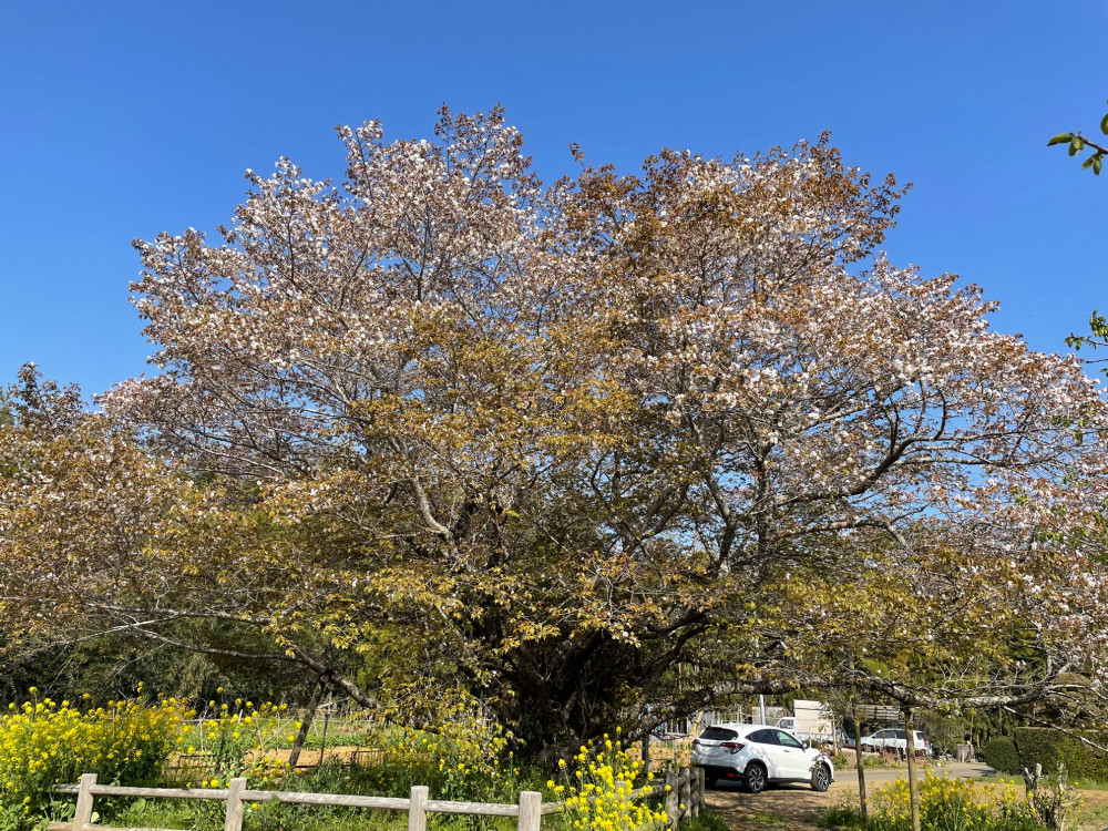 令和4年 黄門桜開花情報-2