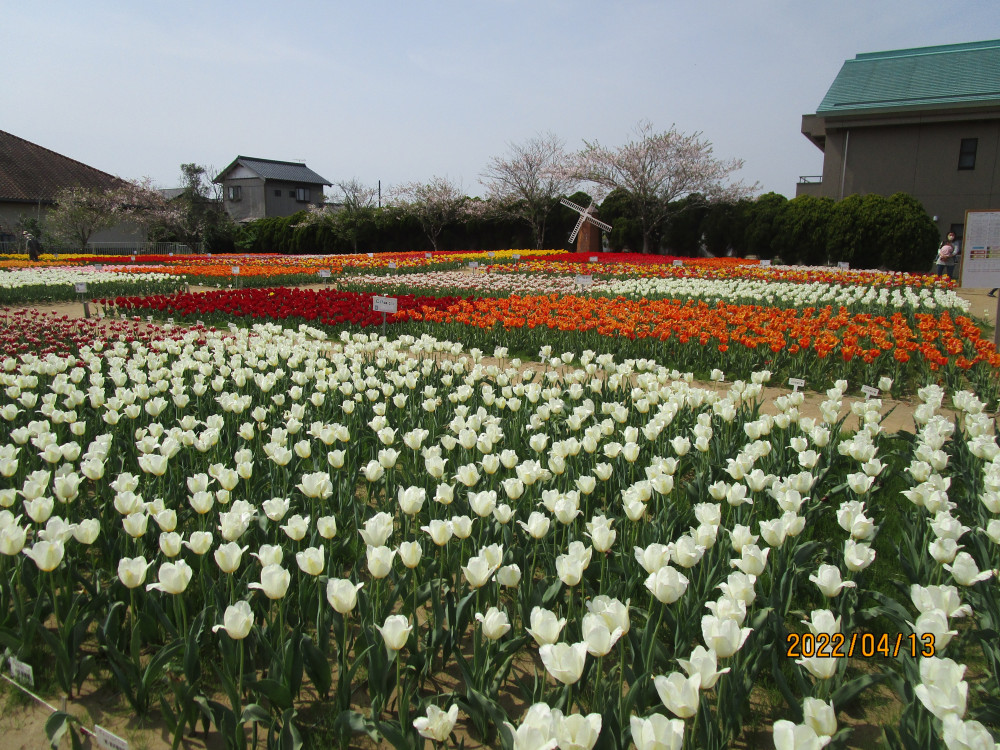 令和4年 のさか花の広場チューリップ開花情報-のさかチューリップ_4月13日（水曜日）