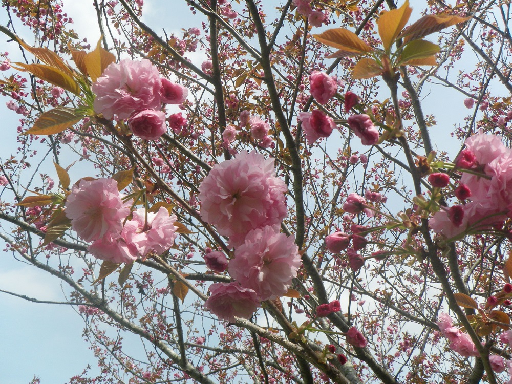 令和4年　天神山公園桜開花情報-4月13日　天神山公園桜2